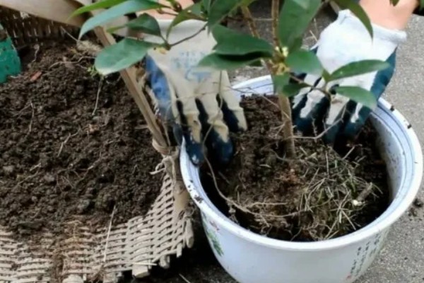 桂花树过多久会开放，一般要养护5年以上才会开花