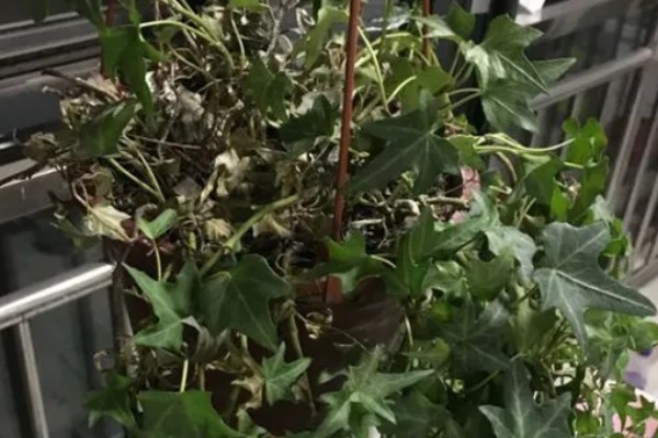 常春藤叶子发蔫如何补救,移到通风阴凉的地方进行栽种