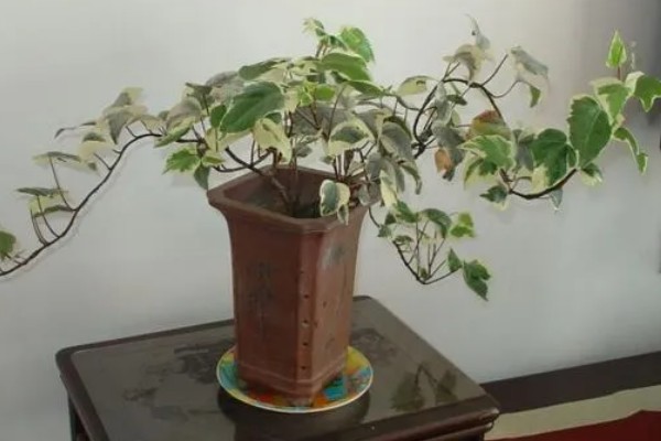 常春藤叶子发蔫如何补救,移到通风阴凉的地方进行栽种