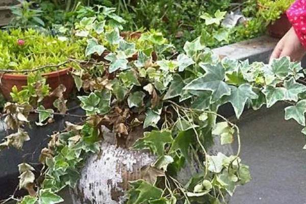 常春藤叶子发蔫如何补救,移到通风阴凉的地方进行栽种