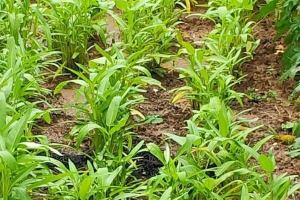 空心菜发黄怎么办,发生叶斑病可喷施百菌清可湿性粉剂等药物