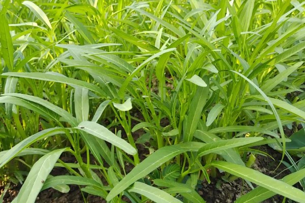 空心菜发黄怎么办,发生叶斑病可喷施百菌清可湿性粉剂等药物