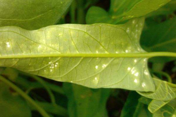 空心菜发黄怎么办,发生叶斑病可喷施百菌清可湿性粉剂等药物