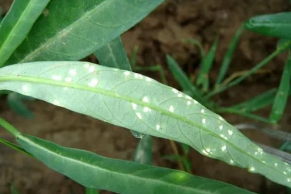 空心菜发黄怎么办,发生叶斑病可喷施百菌清可湿性粉剂等药物