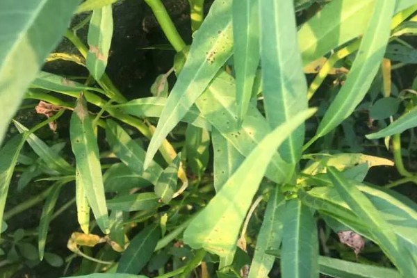 空心菜发黄怎么办,发生叶斑病可喷施百菌清可湿性粉剂等药物