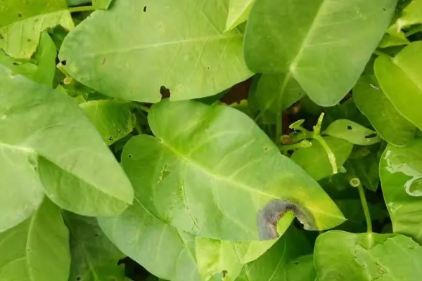 空心菜发黄怎么办,发生叶斑病可喷施百菌清可湿性粉剂等药物