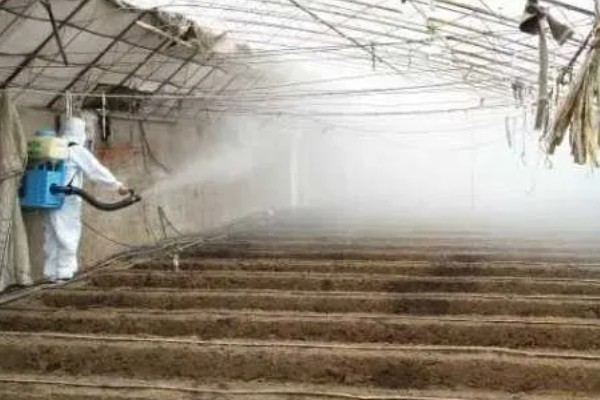 空心菜发黄怎么办,发生叶斑病可喷施百菌清可湿性粉剂等药物