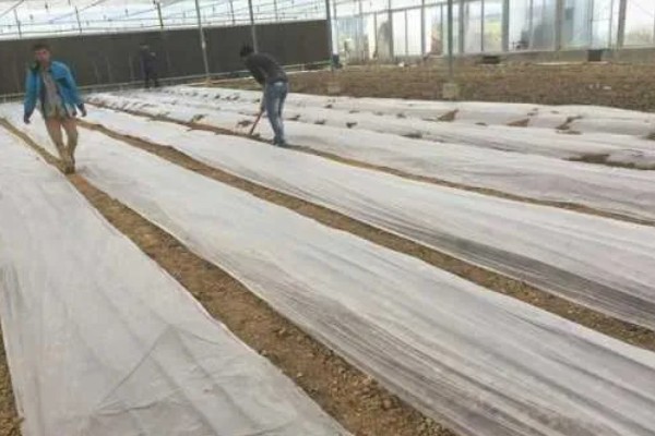 空心菜发黄怎么办,发生叶斑病可喷施百菌清可湿性粉剂等药物