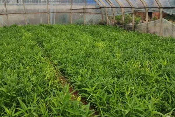 空心菜发黄怎么办,发生叶斑病可喷施百菌清可湿性粉剂等药物