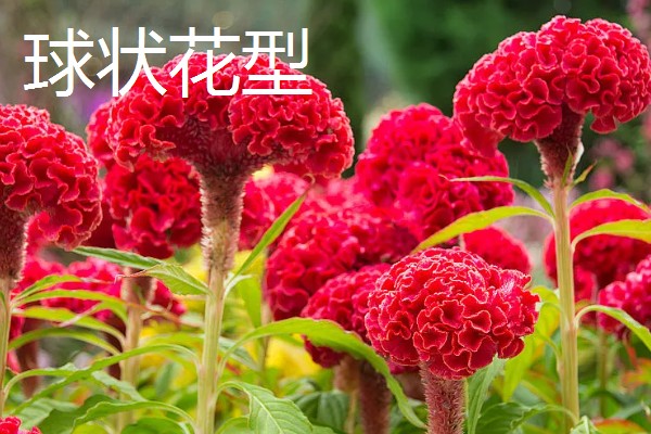 鸡冠花的花语，寓意真挚的爱情、精神百倍等
