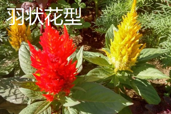 鸡冠花的花语，寓意真挚的爱情、精神百倍等