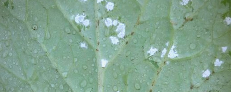 白菜白锈病的症状,在叶背面生成隆起的白色疱斑