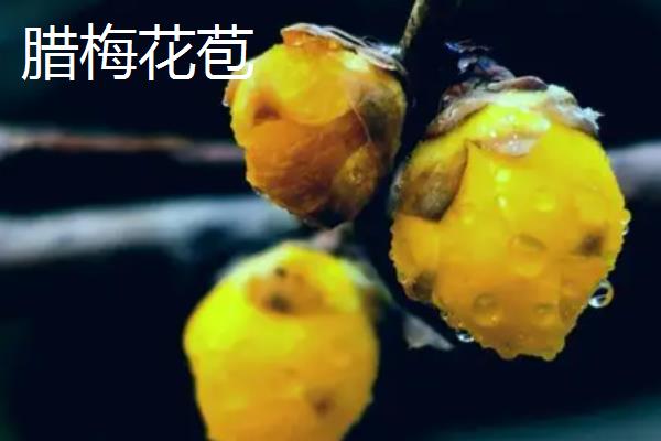 腊梅花苞与叶芽的区别，花苞开口会比叶芽早一些