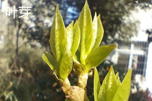 腊梅花苞与叶芽的区别，花苞开口会比叶芽早一些