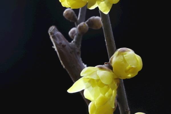 腊梅花苞与叶芽的区别，花苞开口会比叶芽早一些