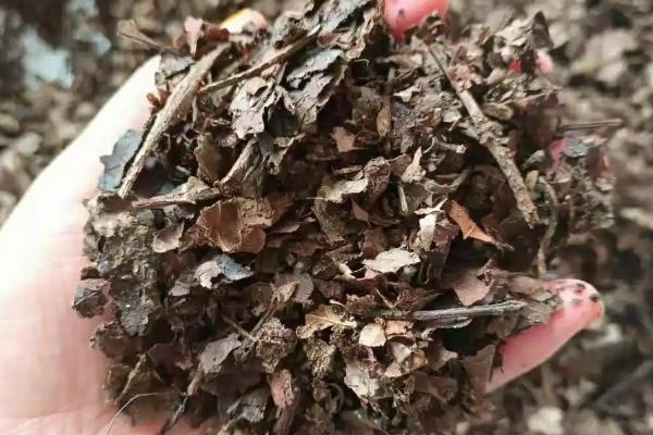 怎么养殖倒挂金钟,生长旺期要定期追施复合肥