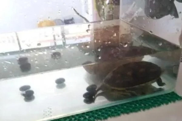 草龟身上有白点的原因,可能是水质差所致