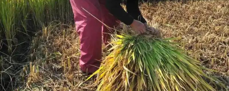 水稻打捆的具体方法,将捆秧绳的一端预留2-3寸绳头