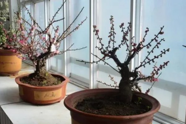 盆栽桃花的养护技术，每年开花和花后各施液肥一次
