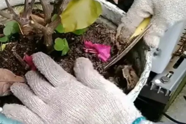 盆栽桃花的养护技术，每年开花和花后各施液肥一次