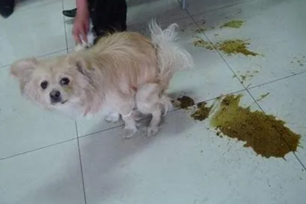 犬猫舔到体外驱虫药会不会死,可能会中毒
