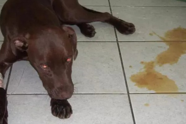 犬猫舔到体外驱虫药会不会死,可能会中毒