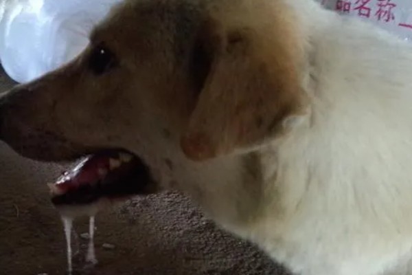犬猫舔到体外驱虫药会不会死,可能会中毒