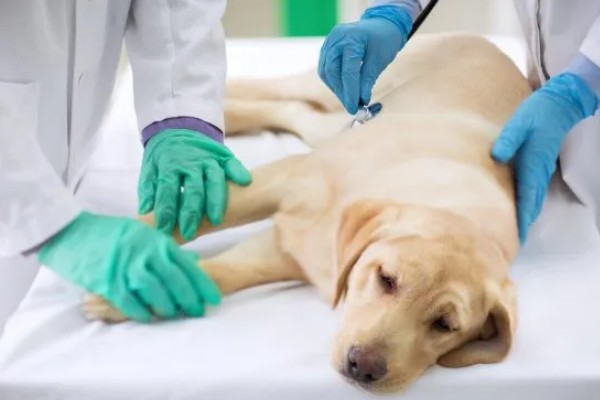 犬猫舔到体外驱虫药会不会死,可能会中毒