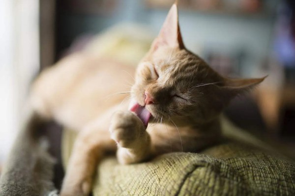 犬猫舔到体外驱虫药会不会死,可能会中毒