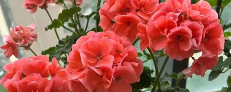 天竺葵冬天的养殖方法，将室内气温控制在15-20℃