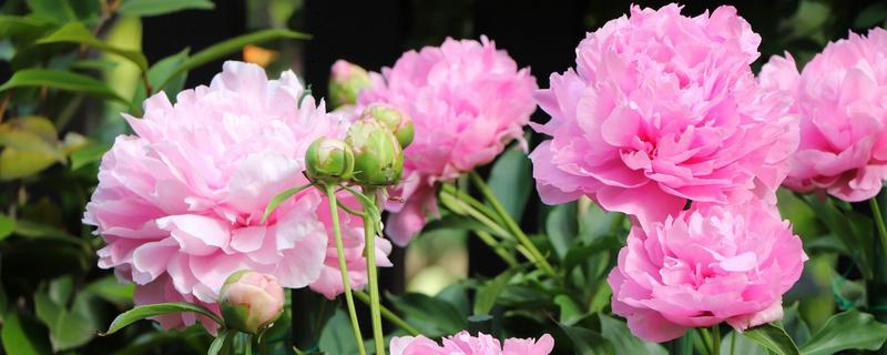 芍药花的颜色,有红色、白色、粉色等