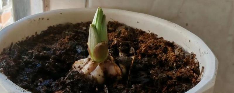 百合如何繁殖,可播种或分小鳞茎法繁殖等