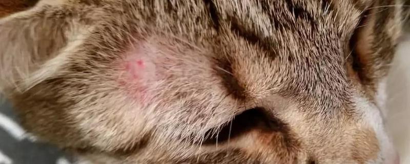 猫咪真菌感染怎么处理,喷施酮康唑、克霉唑治疗