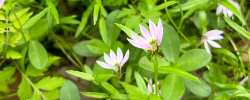 半边莲开完花如何处理,需要及时修剪