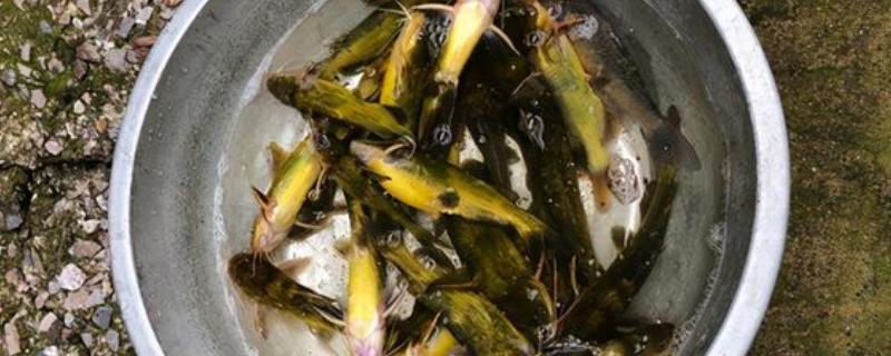 用什么打窝钓黄颡鱼，可使用比较浓腥的饵料