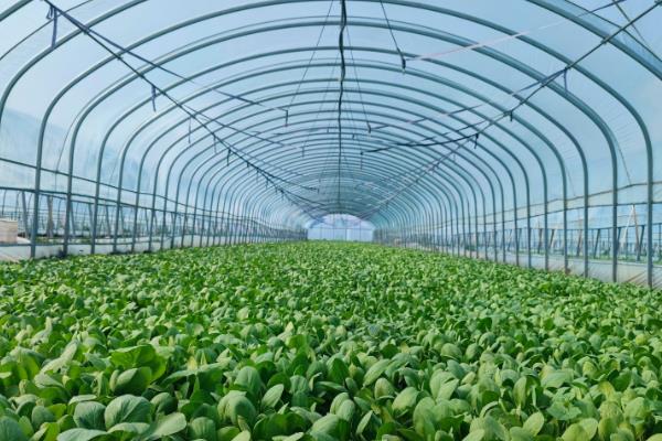 开春适合种哪种蔬菜,可以种植生菜、芹菜等