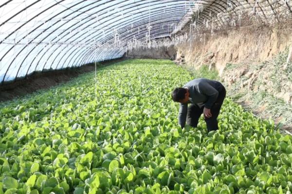 开春适合种哪种蔬菜,可以种植生菜、芹菜等