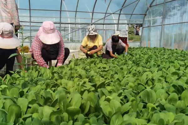 开春适合种哪种蔬菜,可以种植生菜、芹菜等
