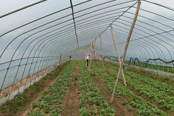 开春适合种哪种蔬菜,可以种植生菜、芹菜等