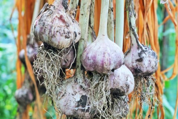 大蒜的保存方法，可冰箱冷藏、食盐腌制等