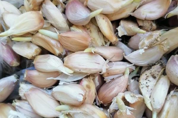 大蒜的保存方法，可冰箱冷藏、食盐腌制等
