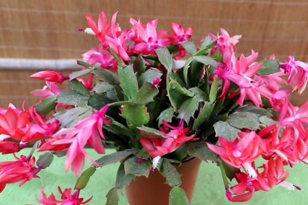 蟹爪兰一年开几次花，一年能够盛开2-3次
