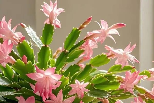 蟹爪兰一年开几次花，一年能够盛开2-3次