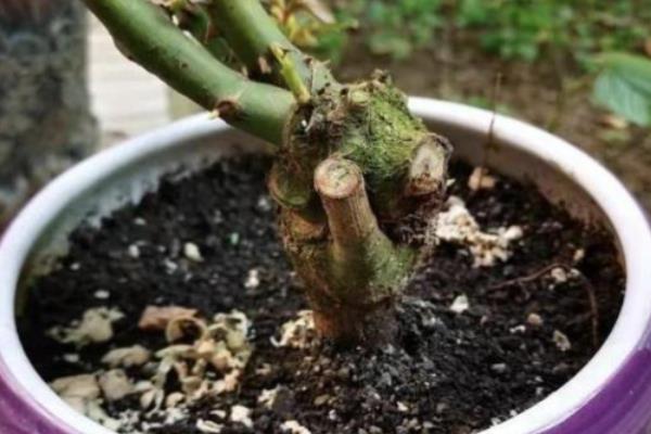 月季老桩种下多久会发芽，种下20-30天发芽