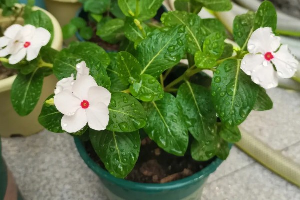 长春花长太高如何修剪，直接将长势过高的部分剪掉即可