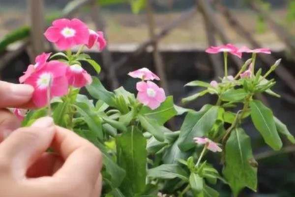 长春花长太高如何修剪，直接将长势过高的部分剪掉即可