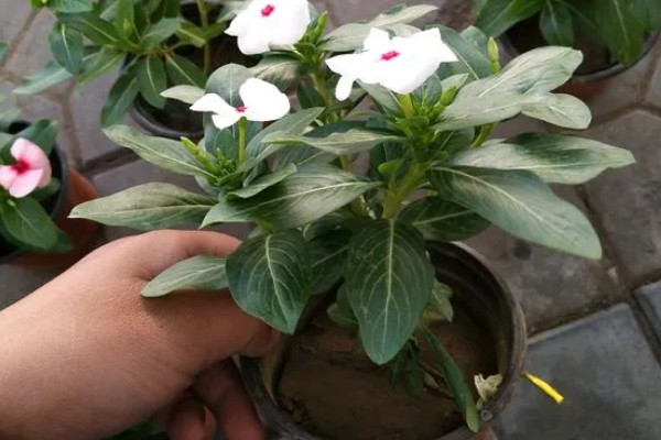长春花长太高如何修剪，直接将长势过高的部分剪掉即可