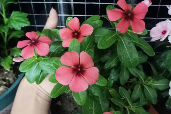 长春花长太高如何修剪，直接将长势过高的部分剪掉即可