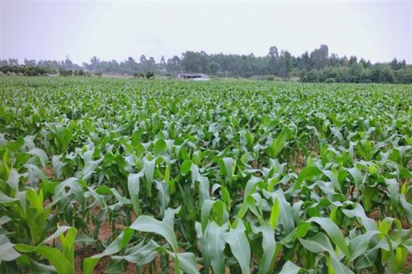 玉米喷苗后除草剂几天可以浇水,3-5天或7天后就可以