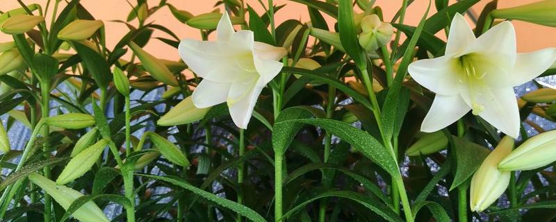 五四青年节适合送什么花,推荐百合花、兰花等